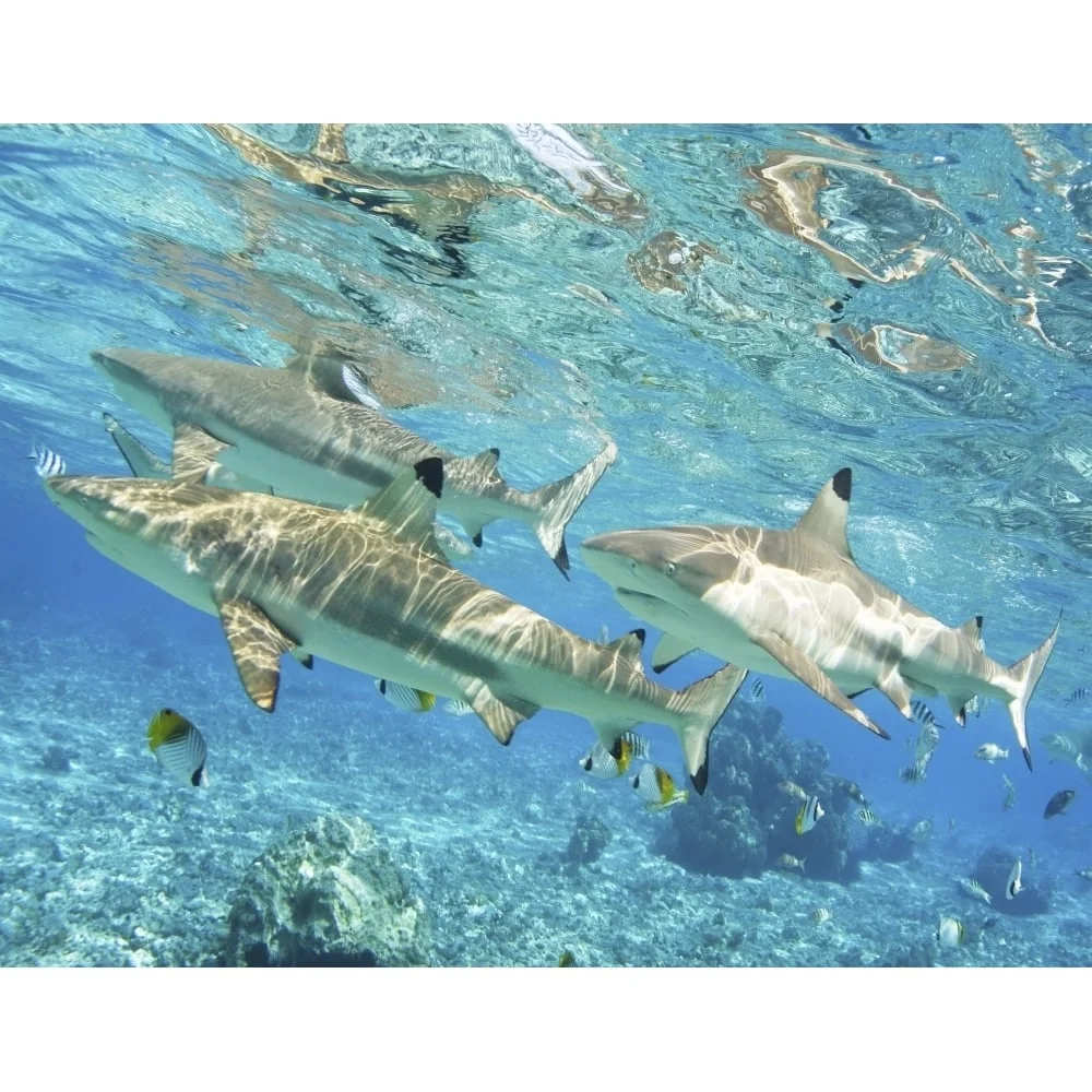 Shark Nursery