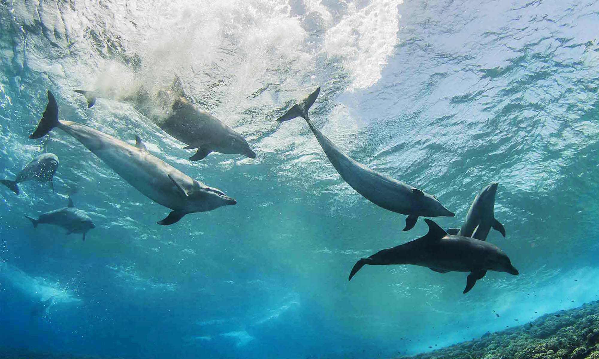 Dolphin Watching