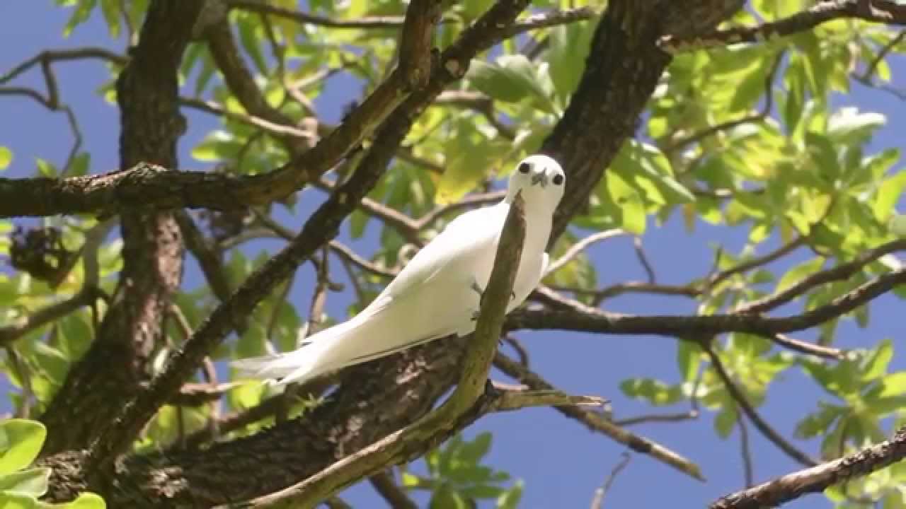 Bird Island Exploration
