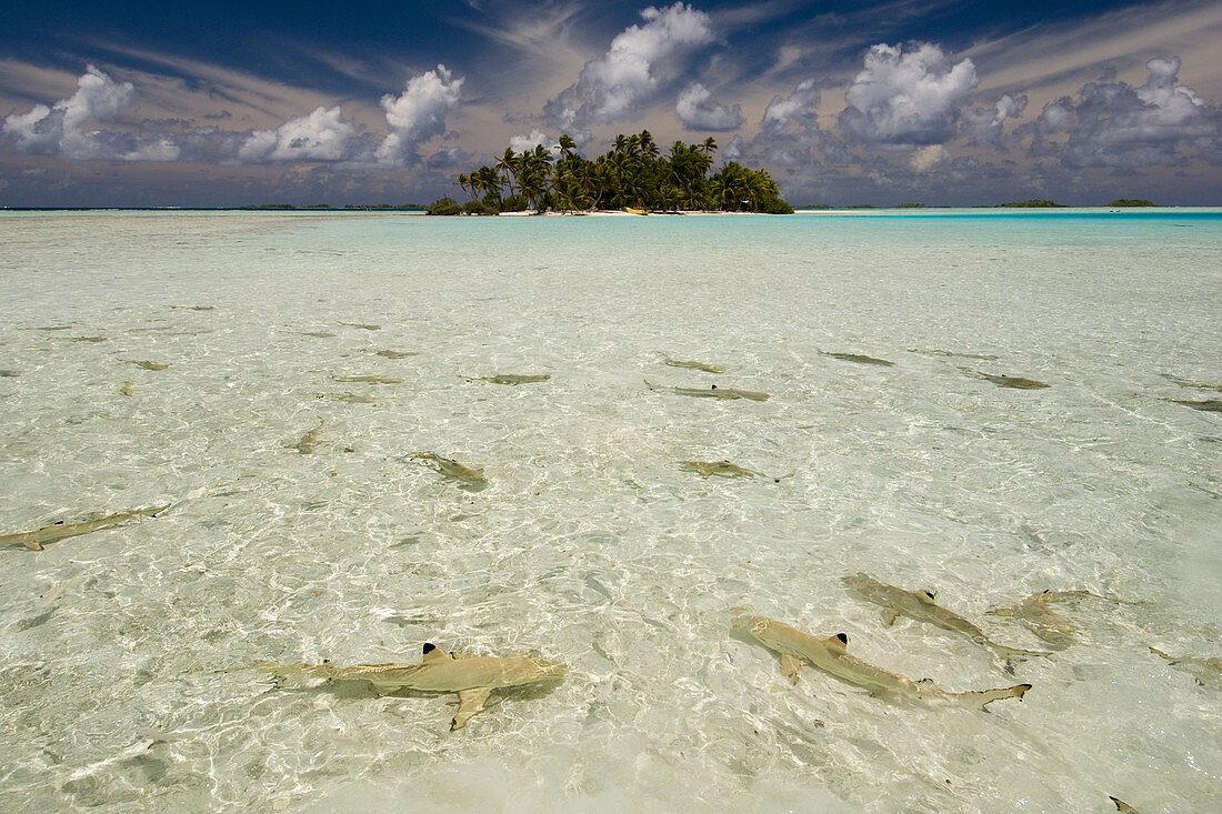 Shark Bay