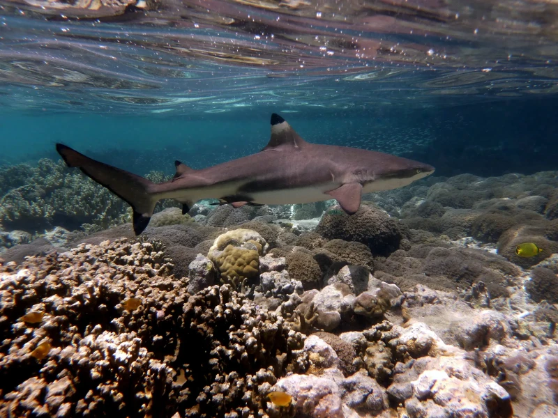 Your experience at Rangiroa Blue Lagoon Tour