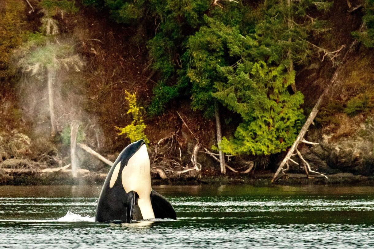 Orca Foraging Grounds
