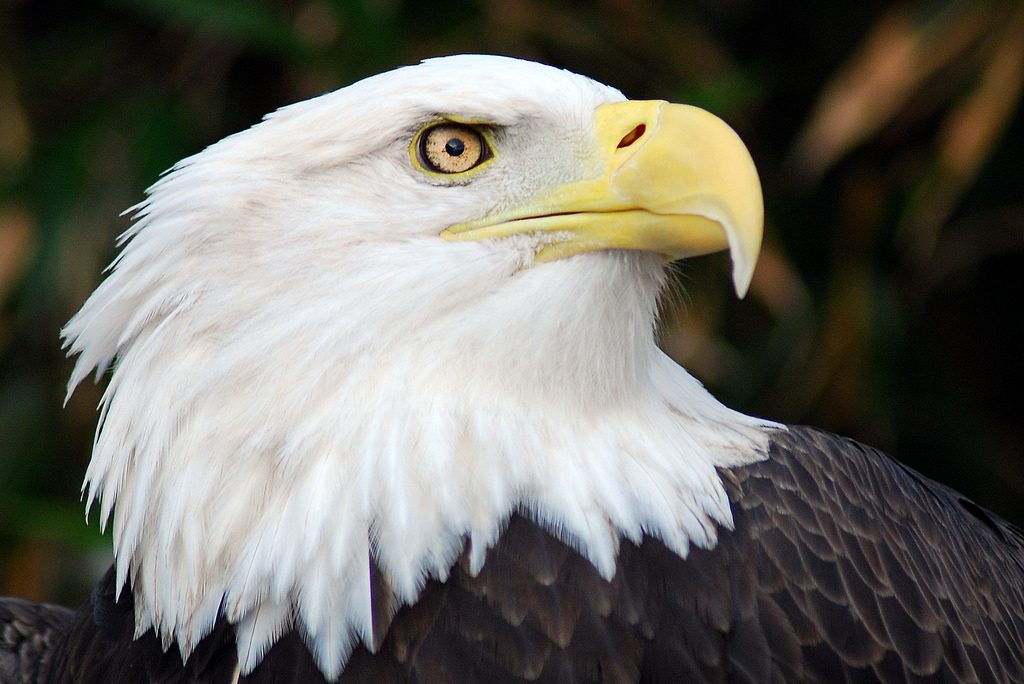Bald Eagle Nesting Trees