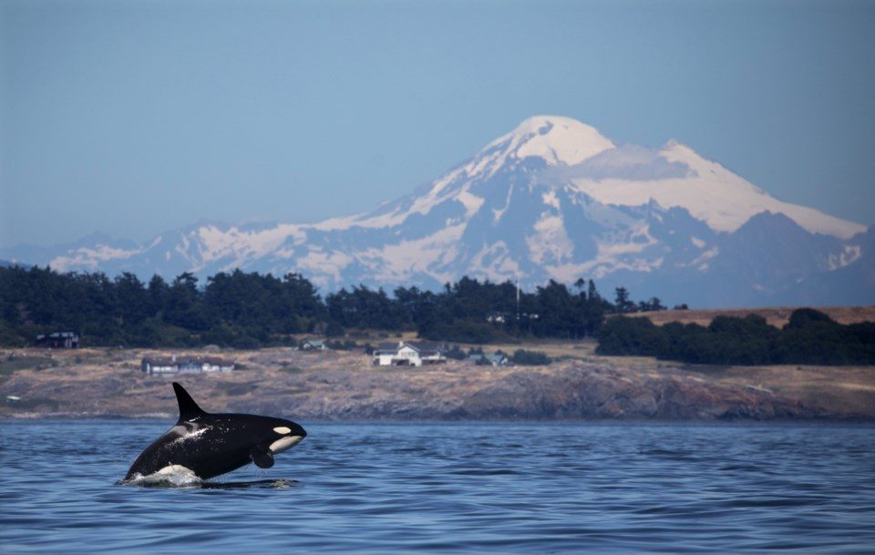 Orcas Island Whale Watching Experience