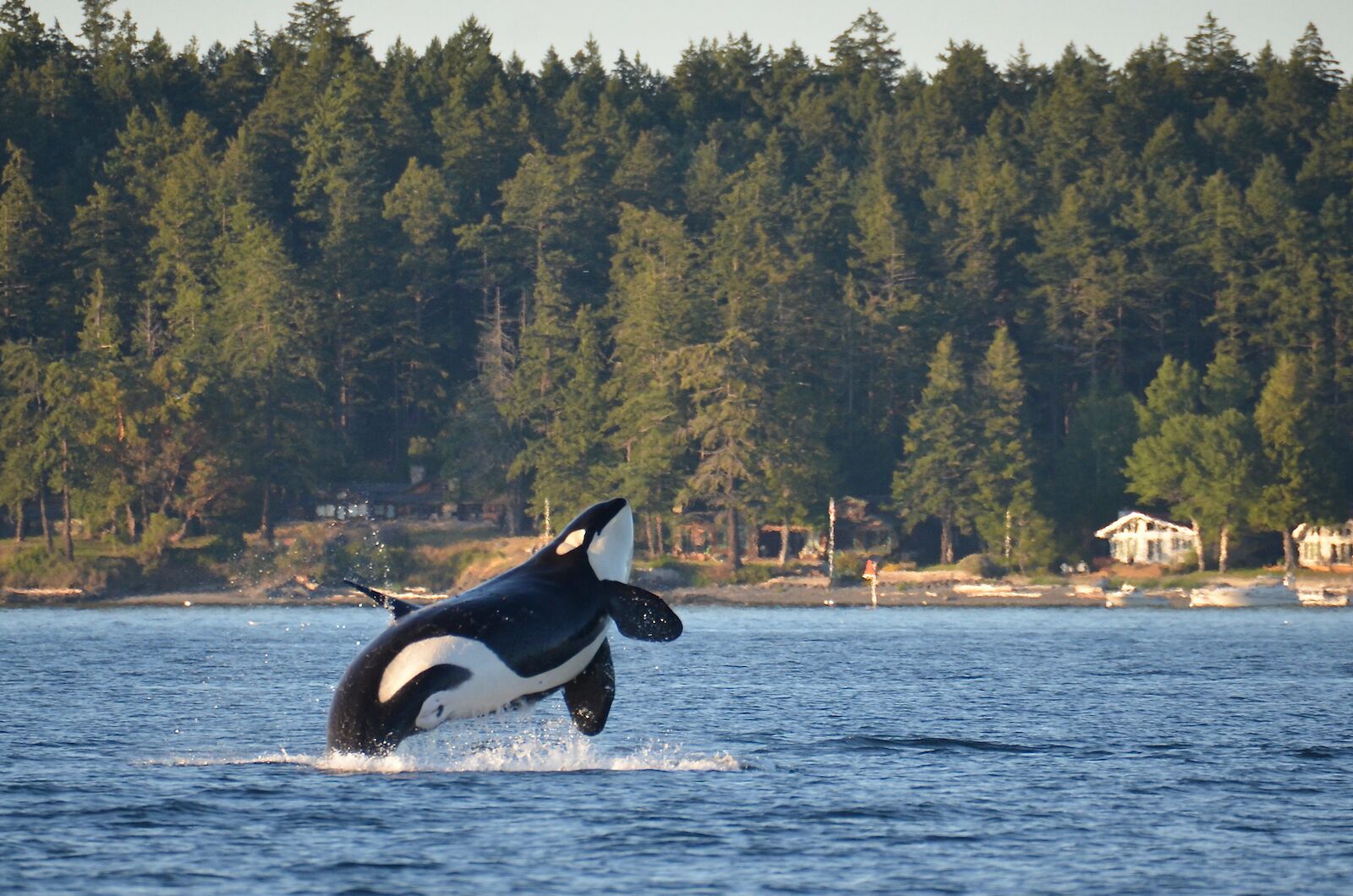 Orcas Island Whale Watching