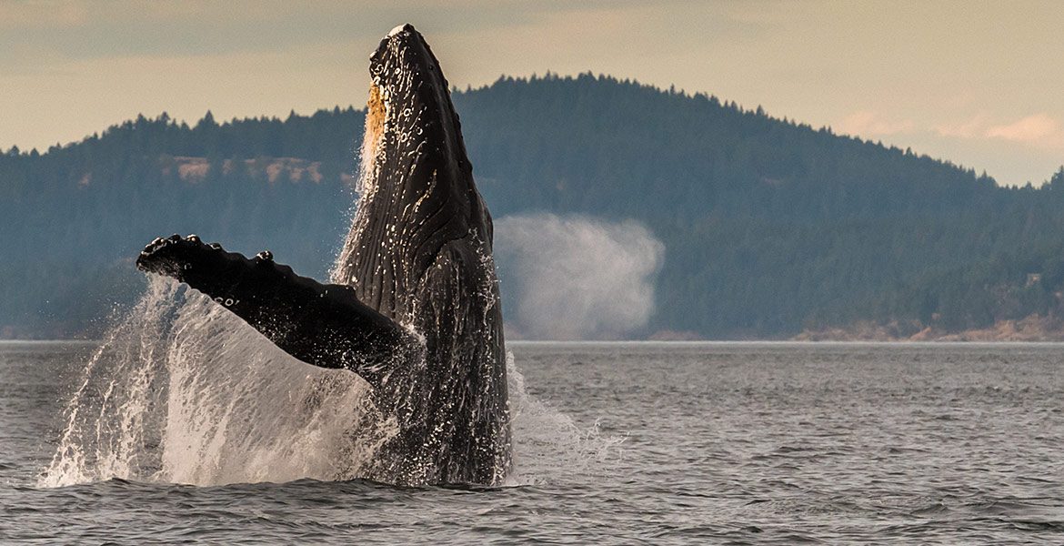 Humpback Feeding Sites