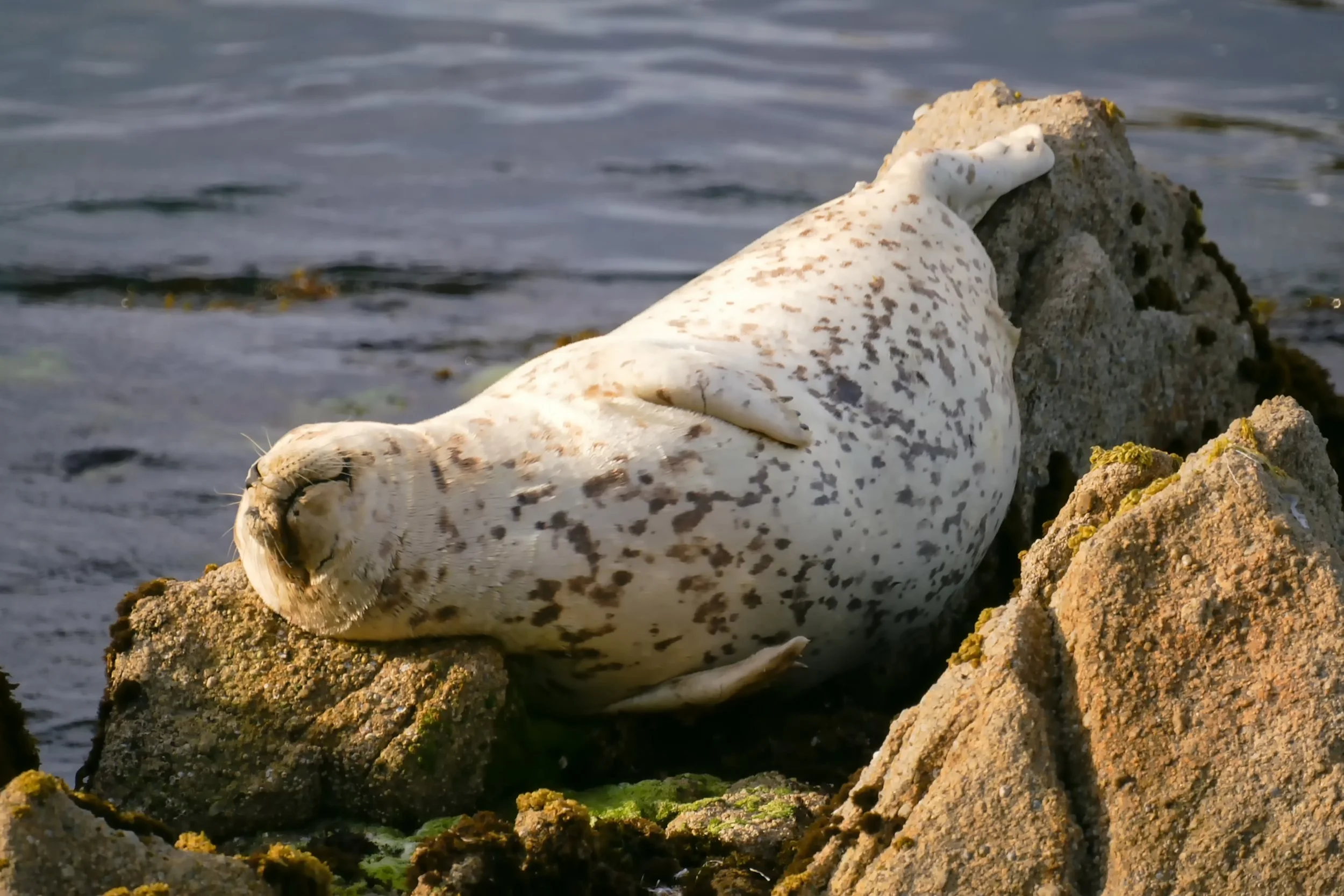 Harbor Seal Colonies