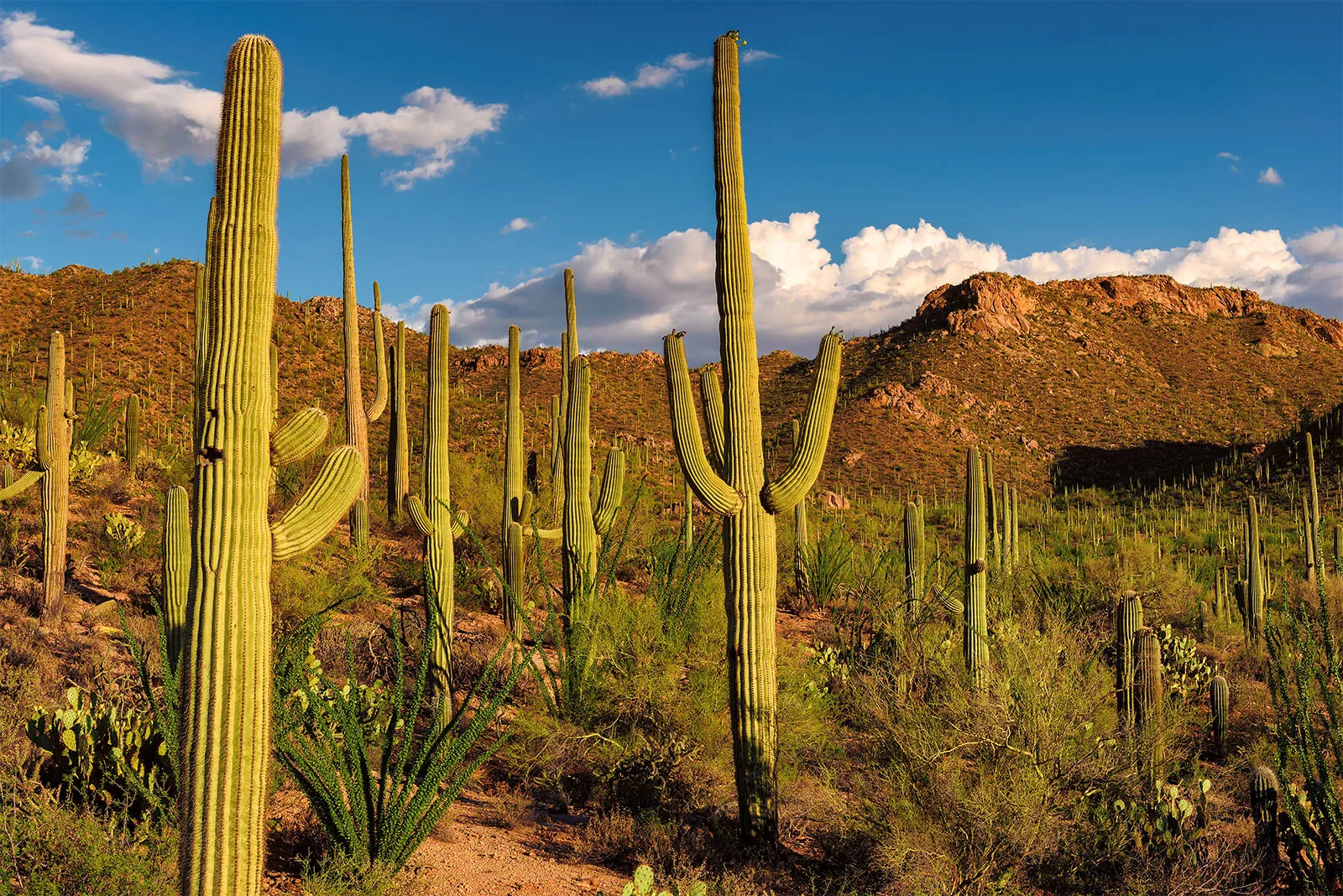 Sonoran Desert ATV Tour Experience