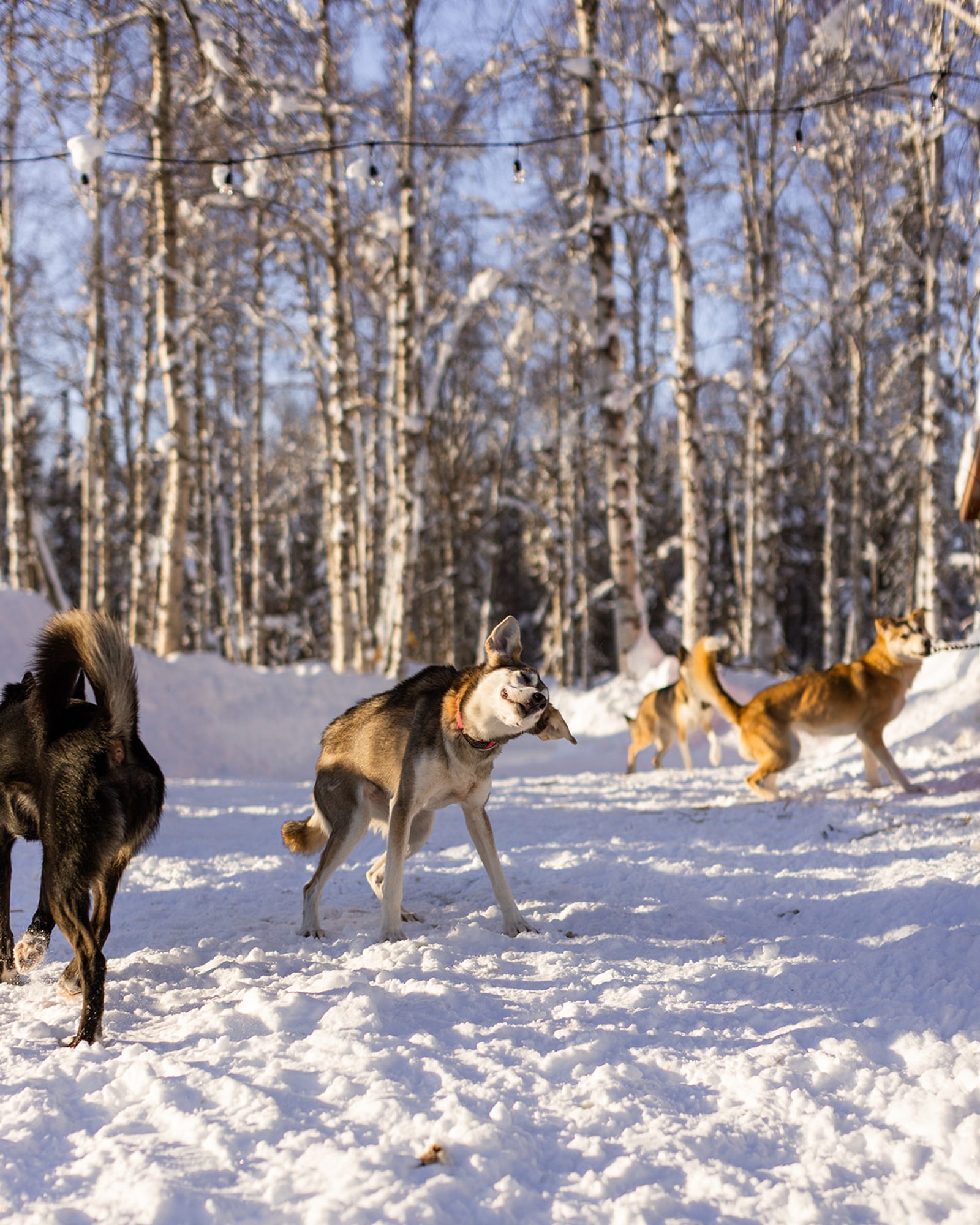 Kennel Introduction