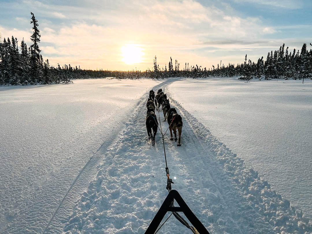 Talkeetna Dog Sledding Tours