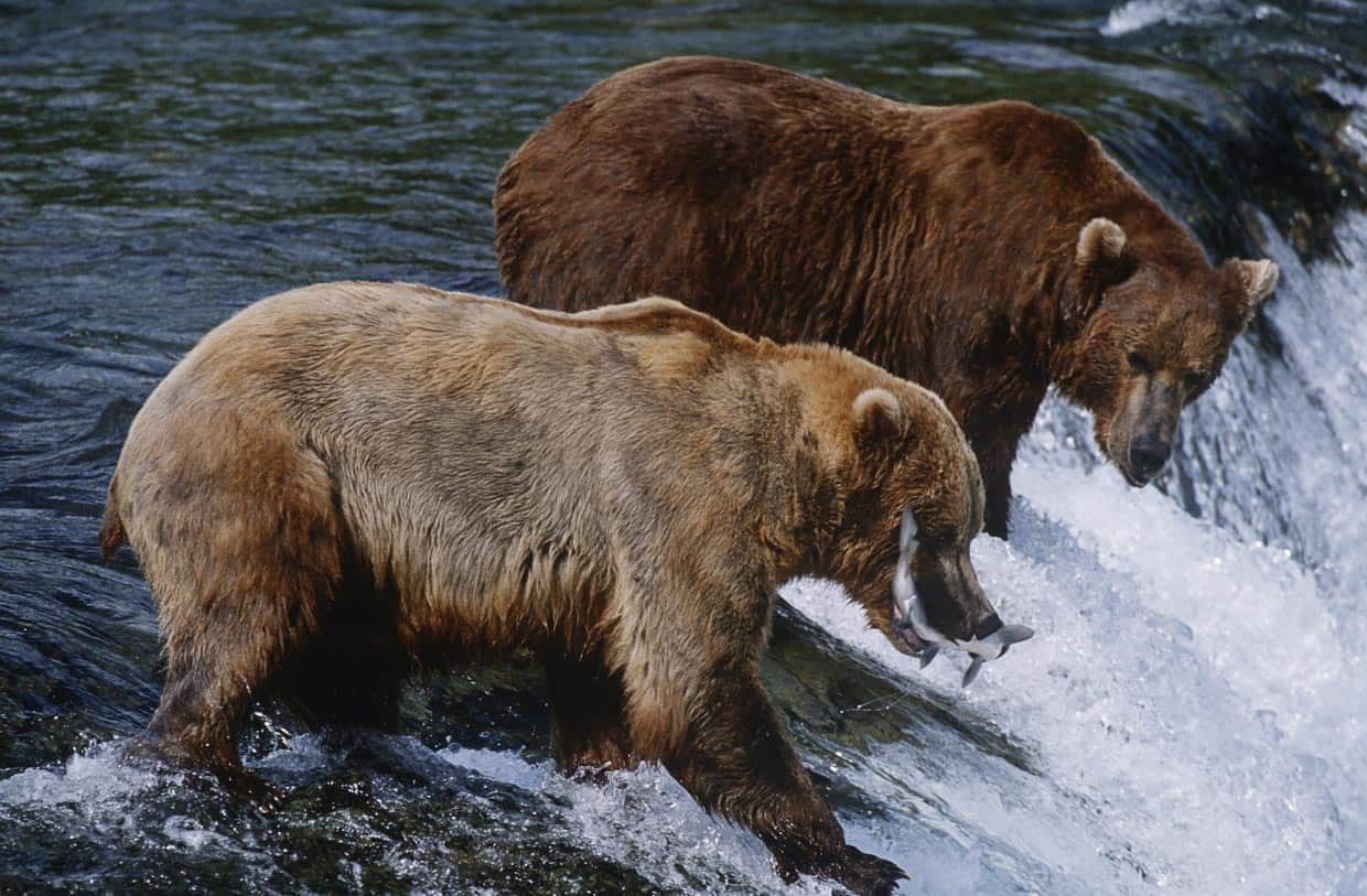 Salmon Spawning Streams