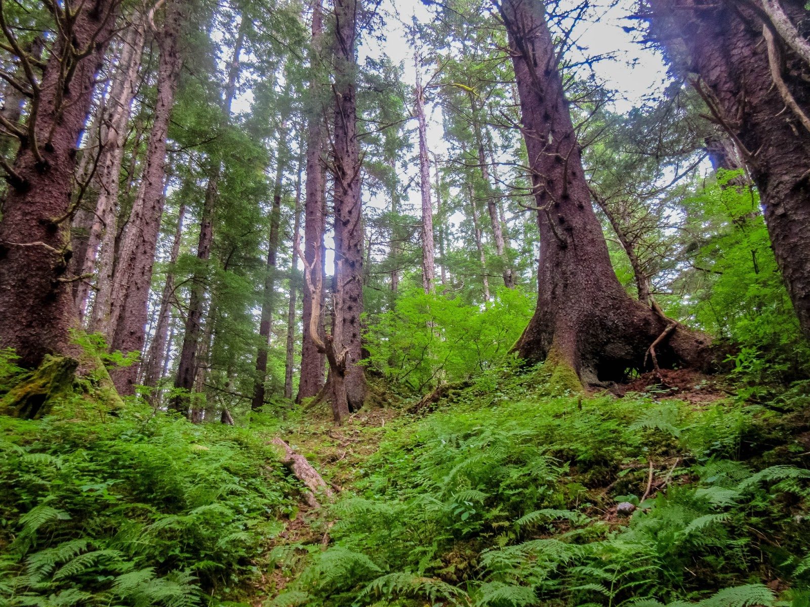 Old Growth Rainforest