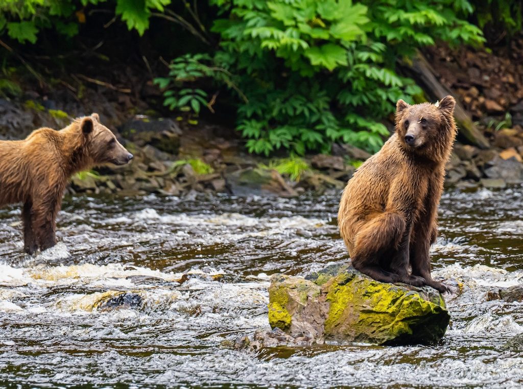 Chichagof Island Bear Tour Experience