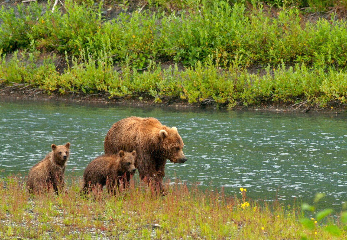Chichagof Island Bear Tour