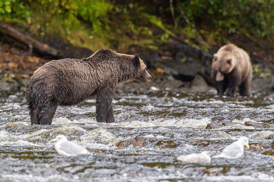 High Density Bear Habitats