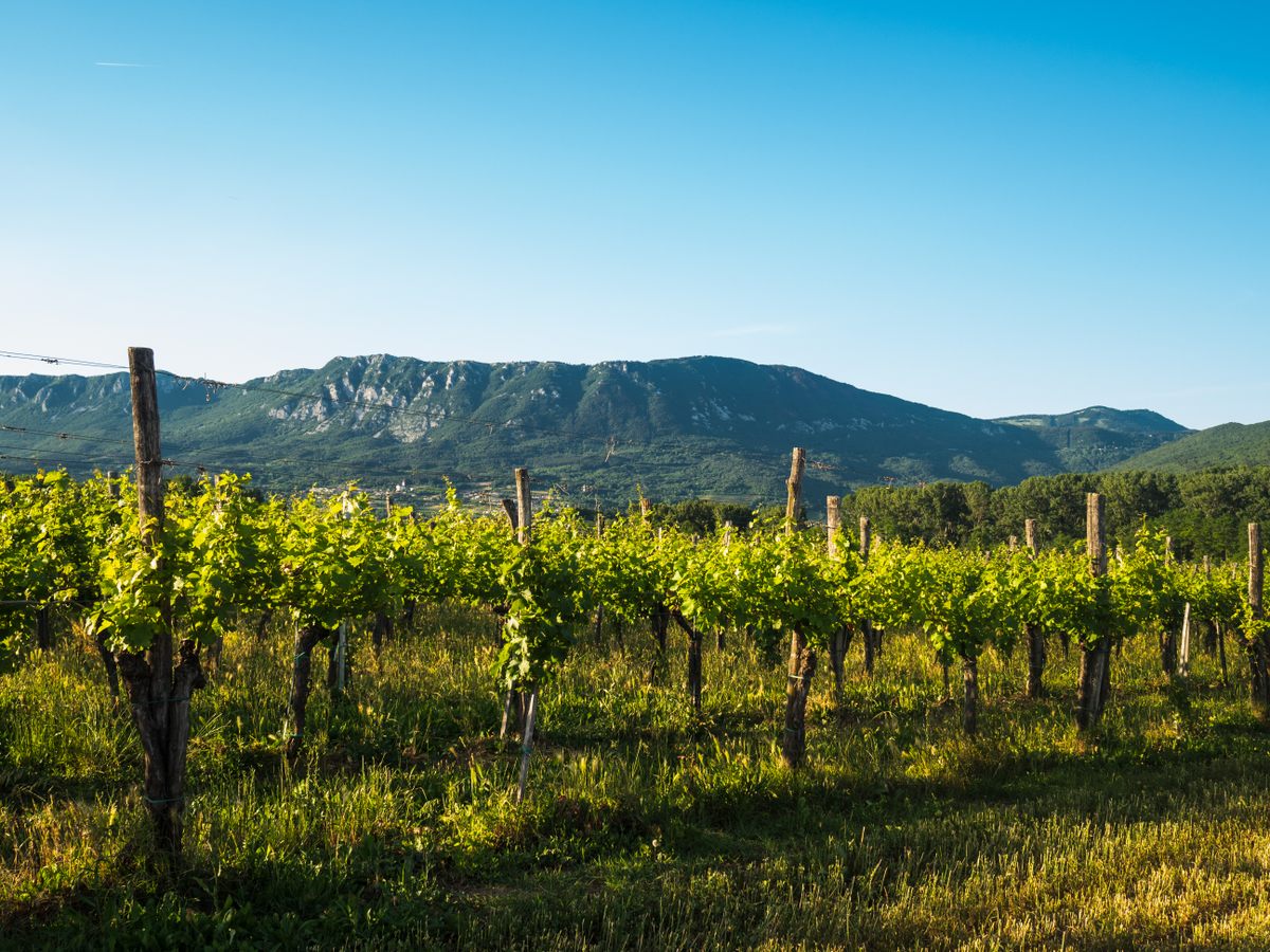 Vineyard Exploration