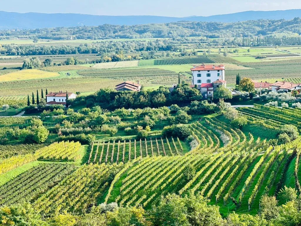 Vipava Valley Wine Tour