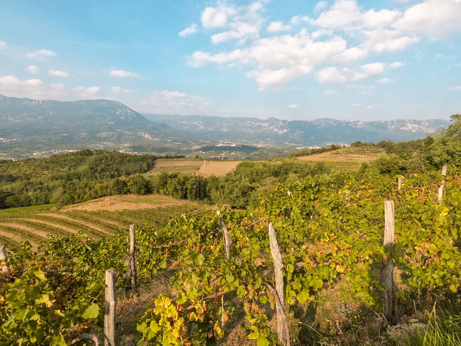 Explore Vipava Valley Wine Tour Cellars