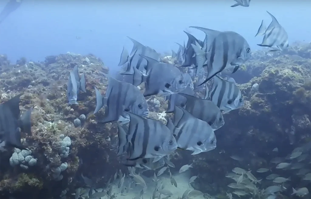 Pelagic Wildlife