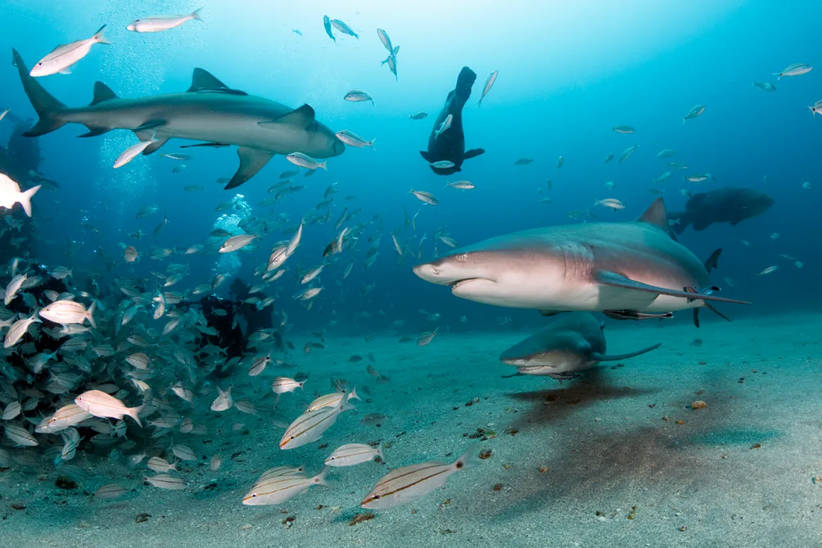 Jupiter Shark Snorkeling Experience