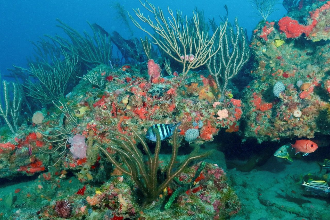 Coral Reef Formations