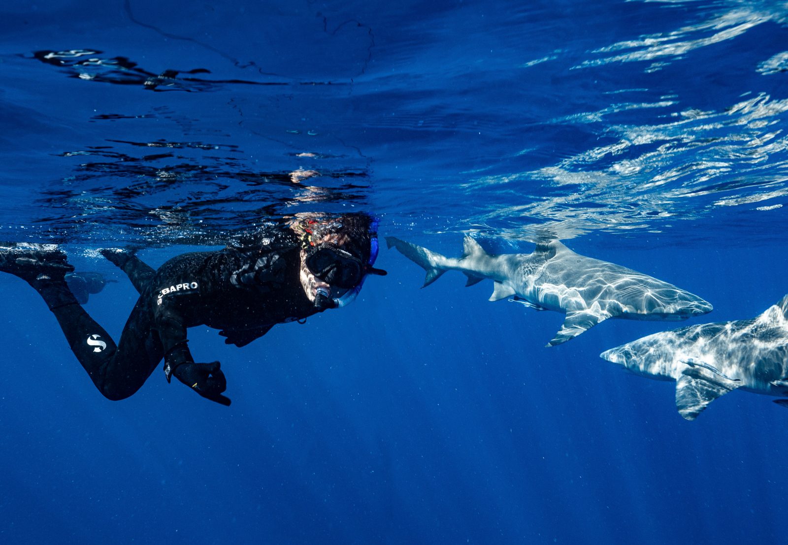 Your experience at Jupiter Shark Snorkeling