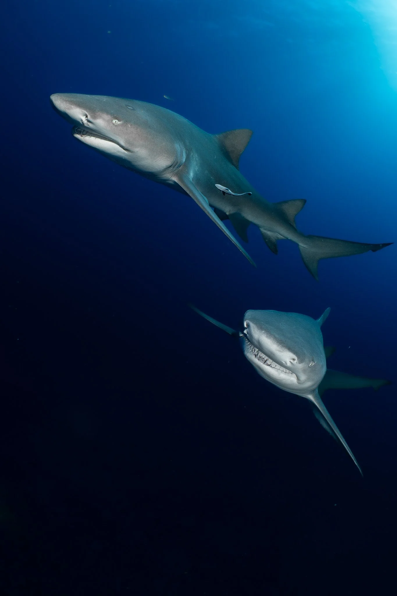 Lemon Shark Congregation