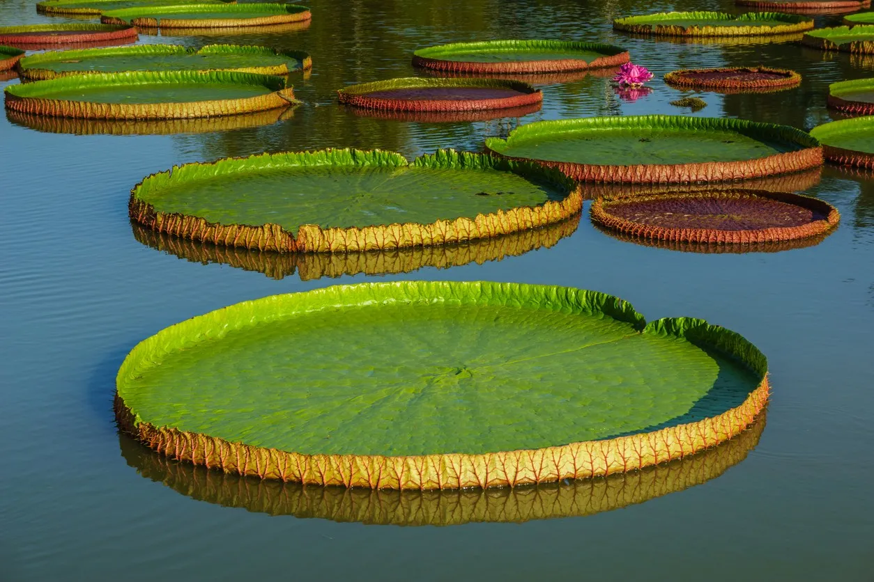 Victoria amazonica