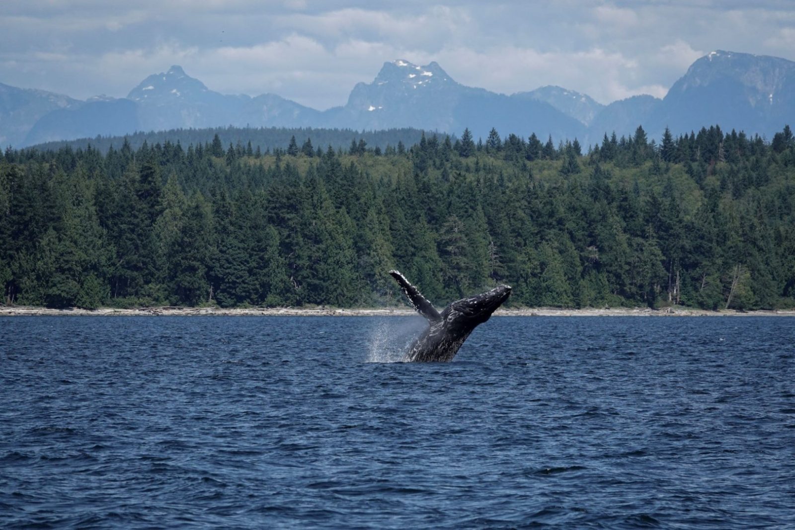 Parksville Whale Watching