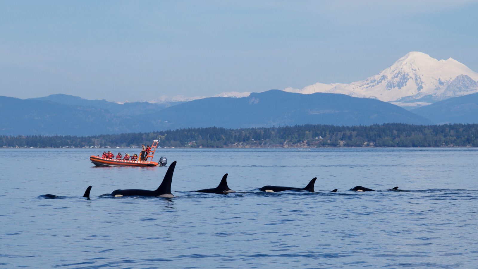 Your experience at Parksville Whale Watching