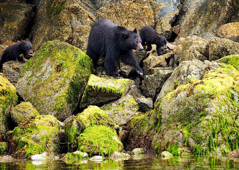 Tofino Bear Watching Tours by Boat