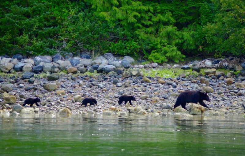 Tofino Bear Watching Tours