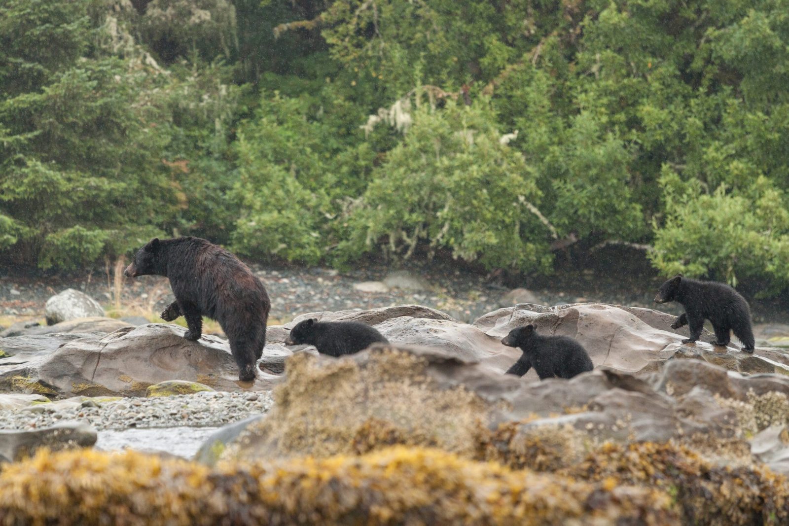 Meares Island Shoreline