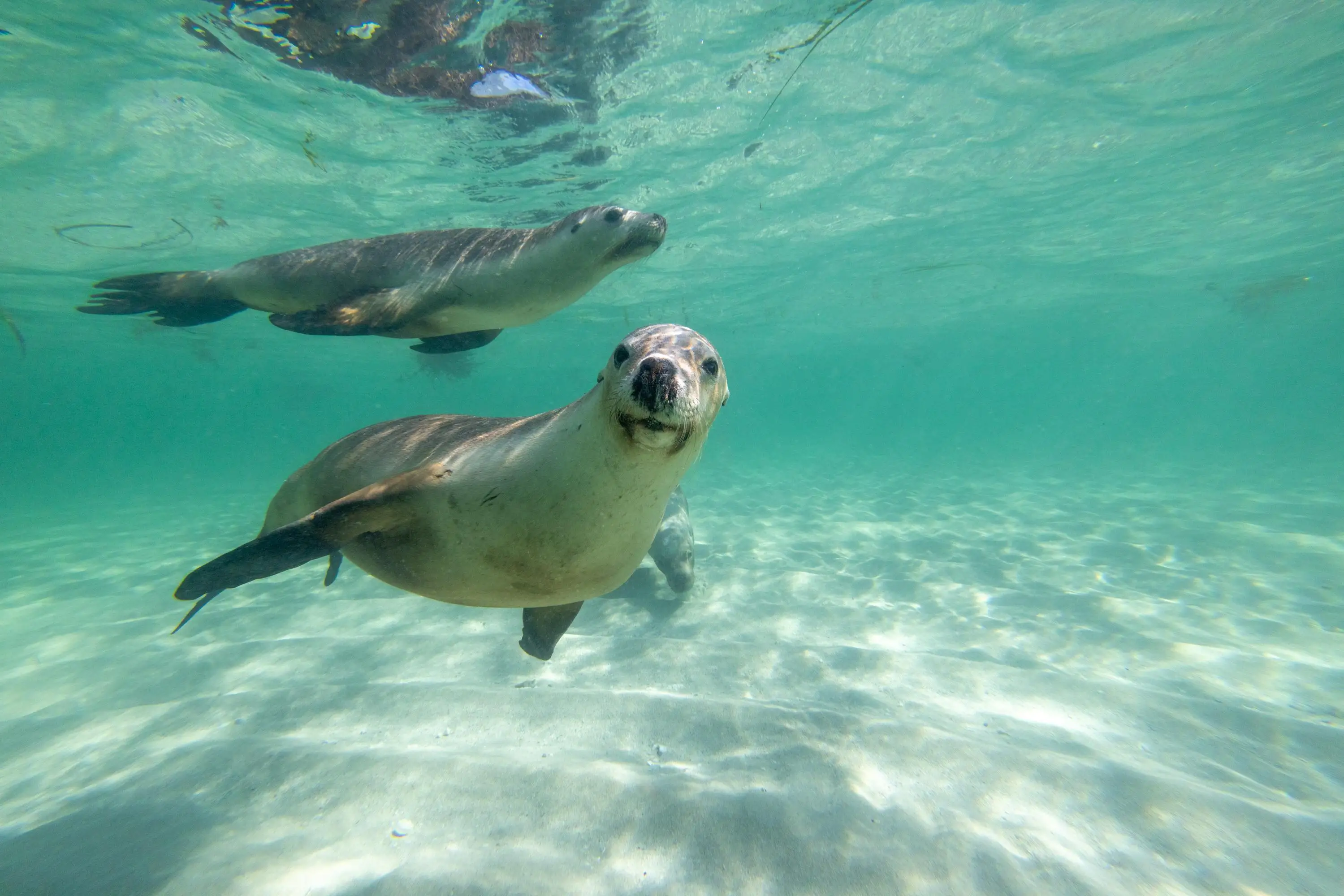 Jurien Bay Sea Lion Tour Experience