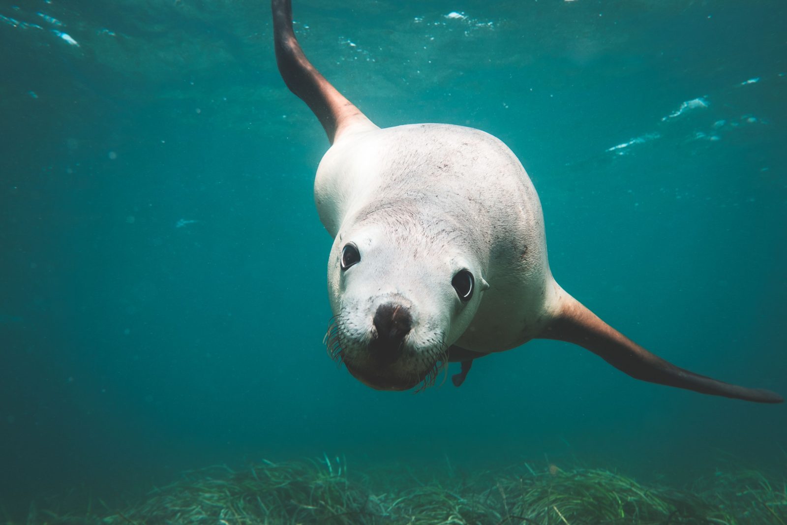 Your experience at Jurien Bay Sea Lion Tour