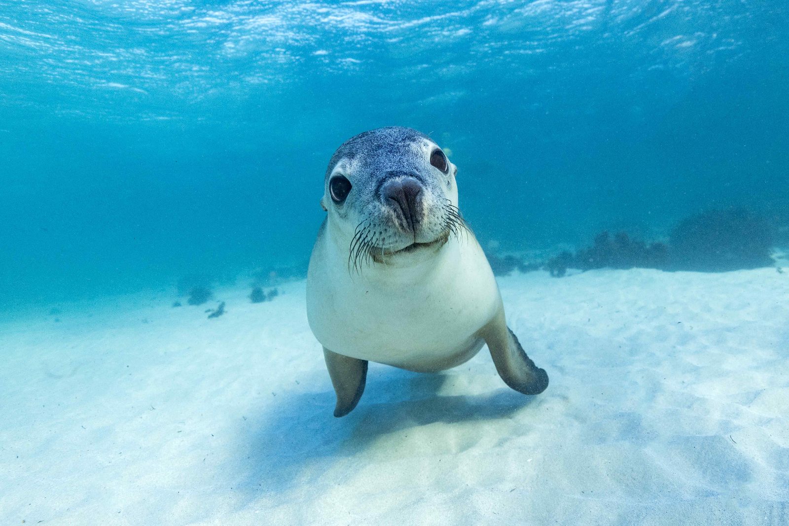 Jurien Bay Sea Lion Tour