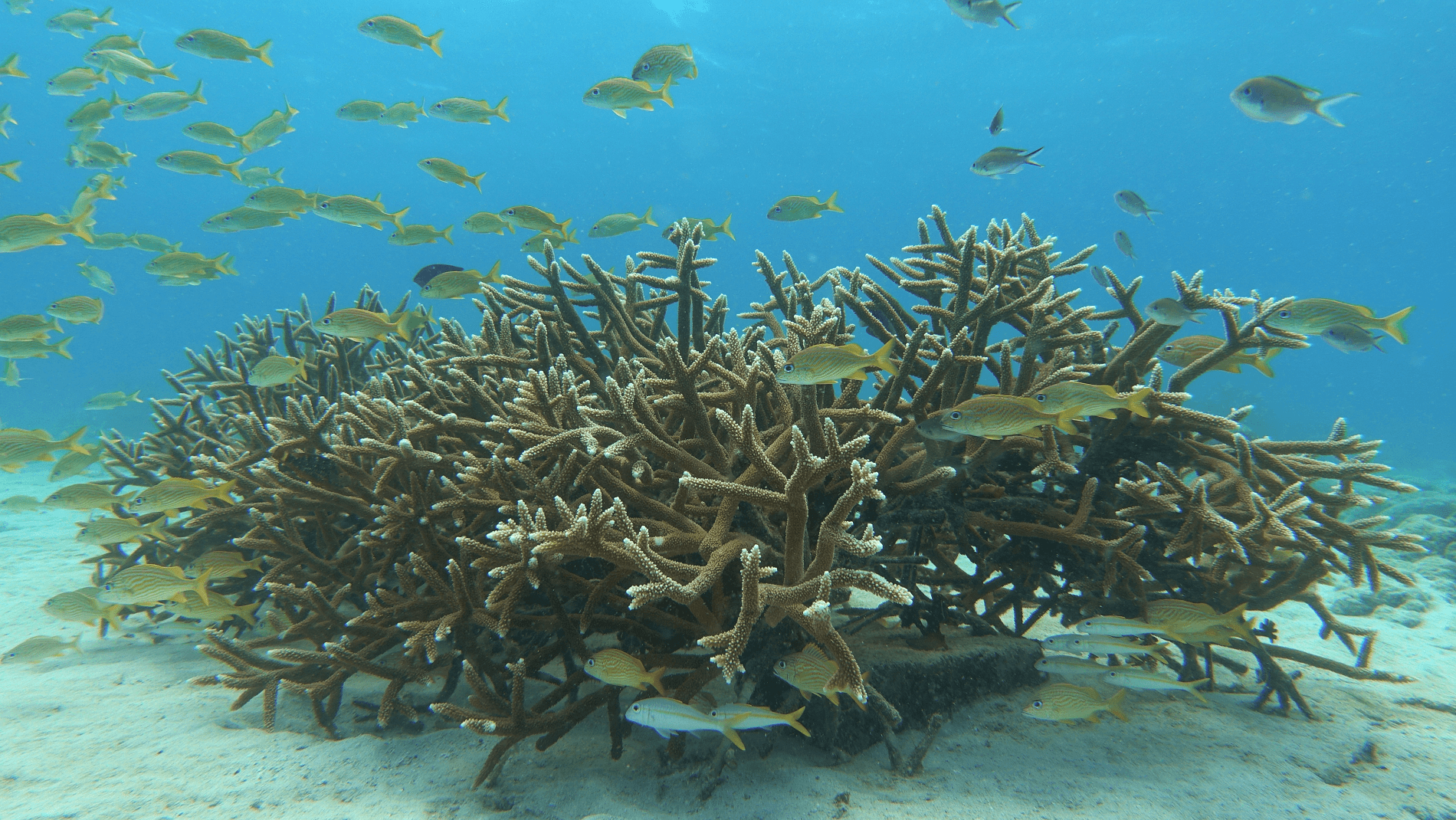 Coral Nursery