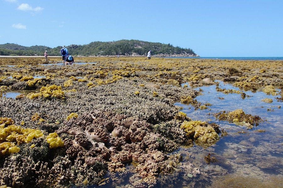 The Reef Path
