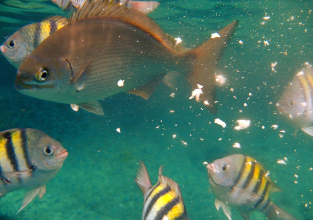 Fish Feeding Zone