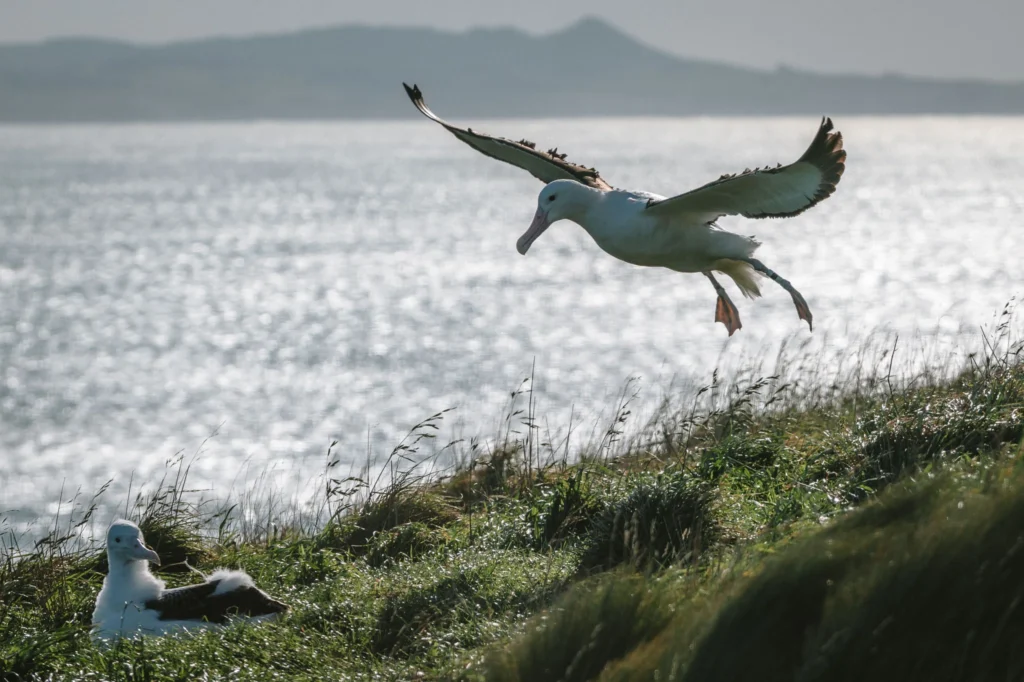 Otago Peninsula Wildlife Tour Experience