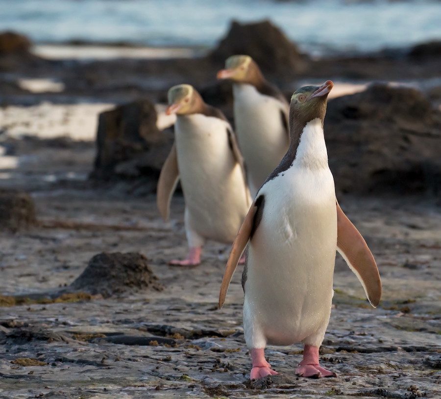 Your experience at Otago Peninsula Wildlife Tour