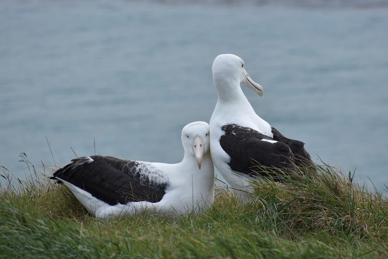 Royal Albatross Centre