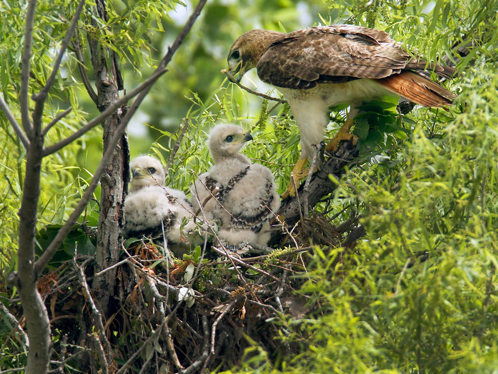 Hawk Nest