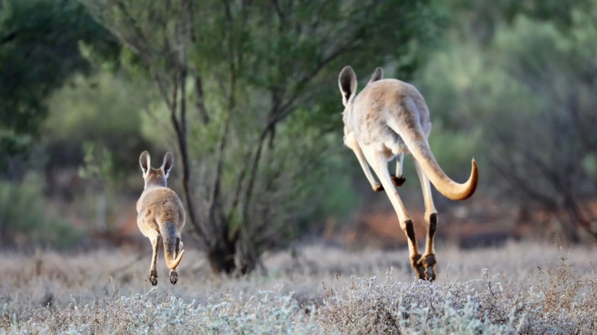 Australian Walkabout