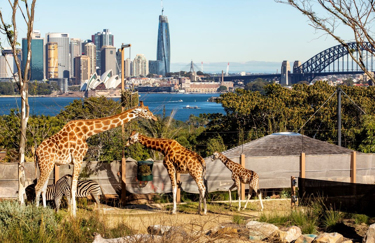 Taronga Zoo Ferry Tickets & Harbour Access