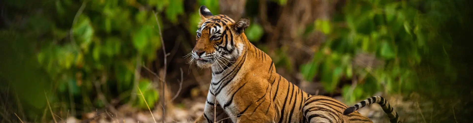 Big Cats Trail