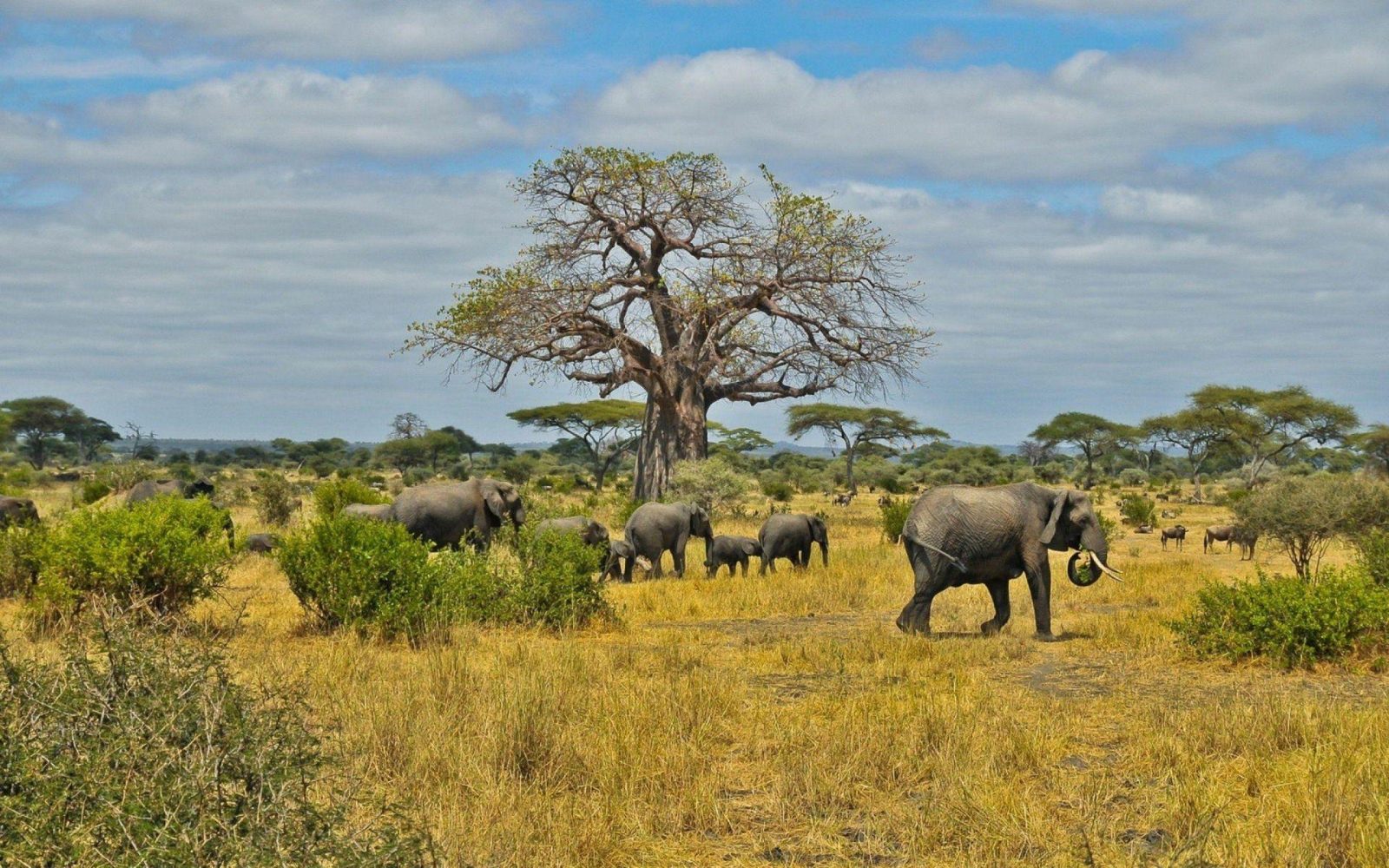 African Savannah