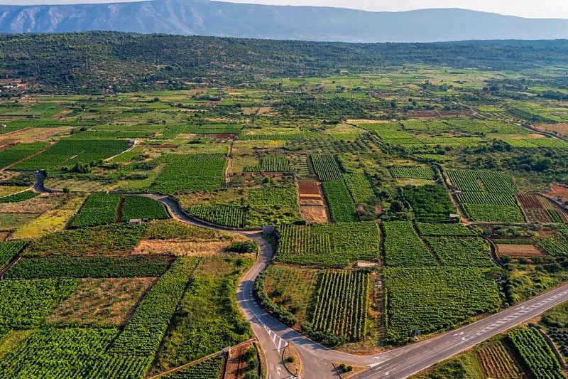 Explore Island Vineyards on a Hvar Wine Tour