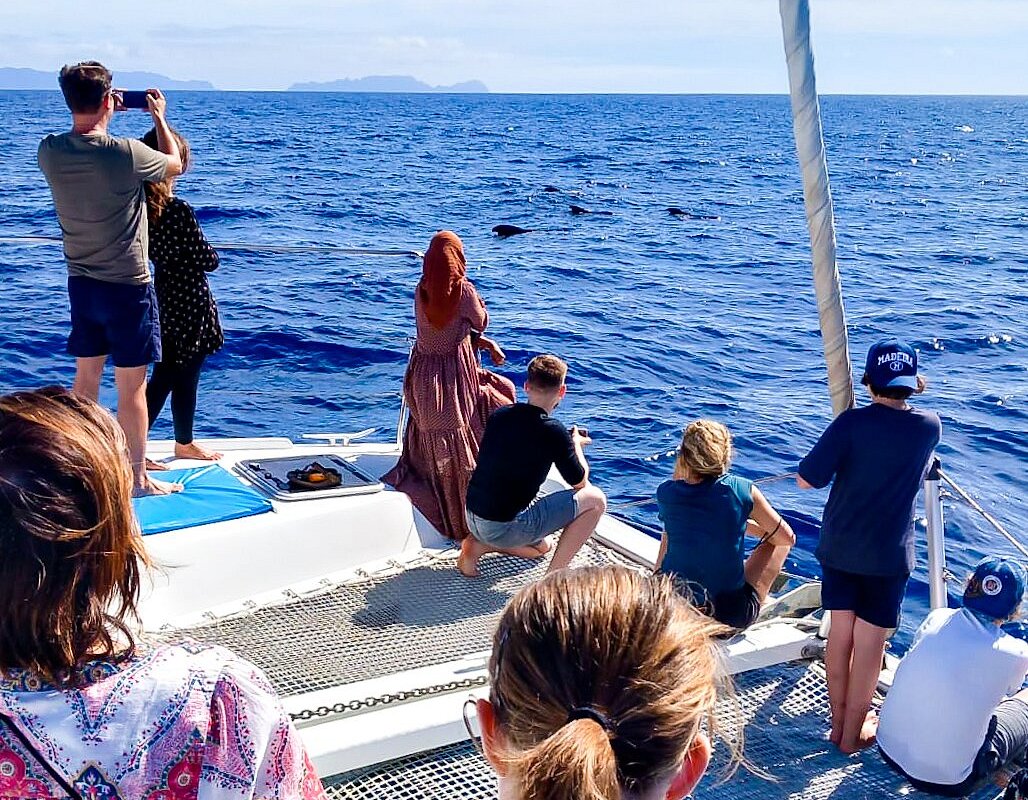 Your experience at Mogan Boat Trips