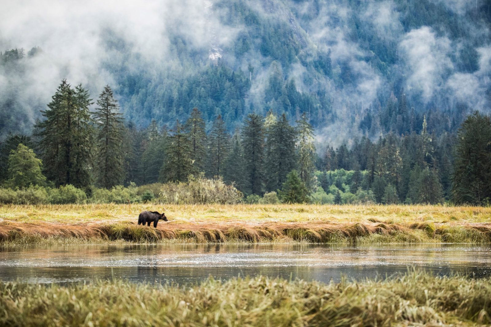 Your experience at Jasper Wildlife Tour